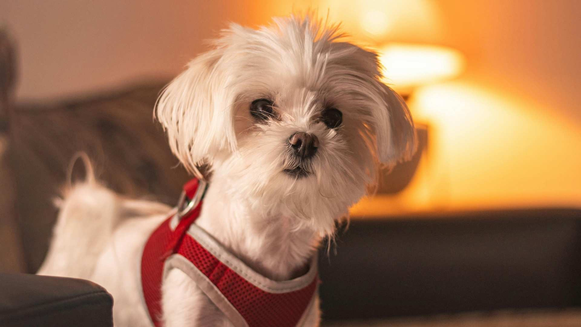 Bichon Maltes con corte de pelo