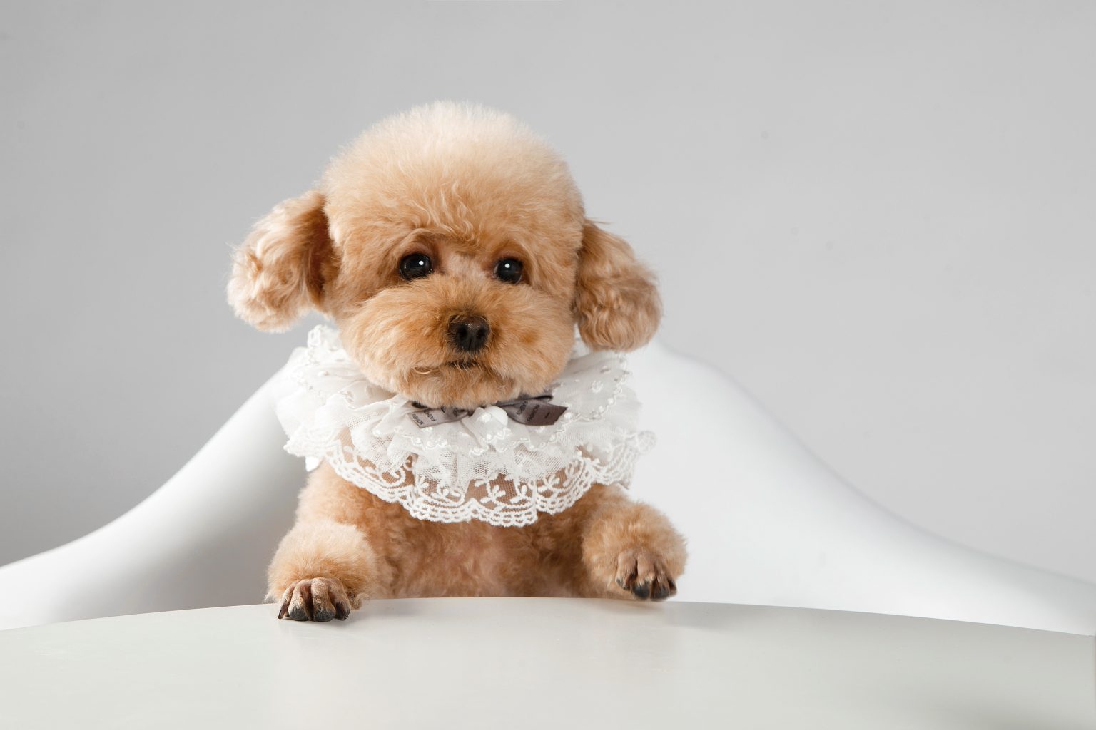 Caniche bien arreglado con corte elegante