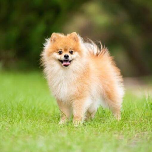 Pomerania con corte de mantenimiento
