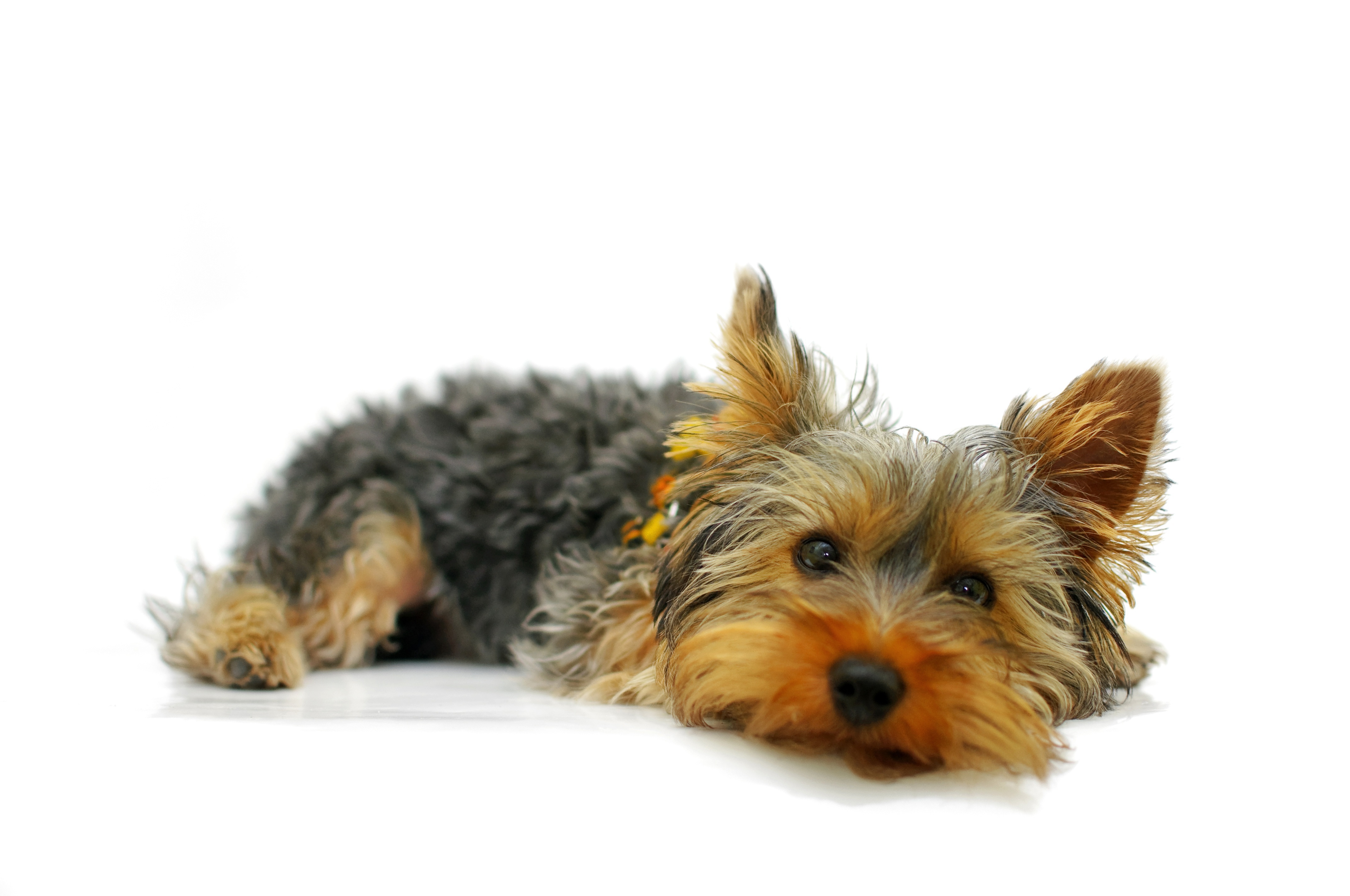 Yorkshire Terrier con manto largo y peinado
